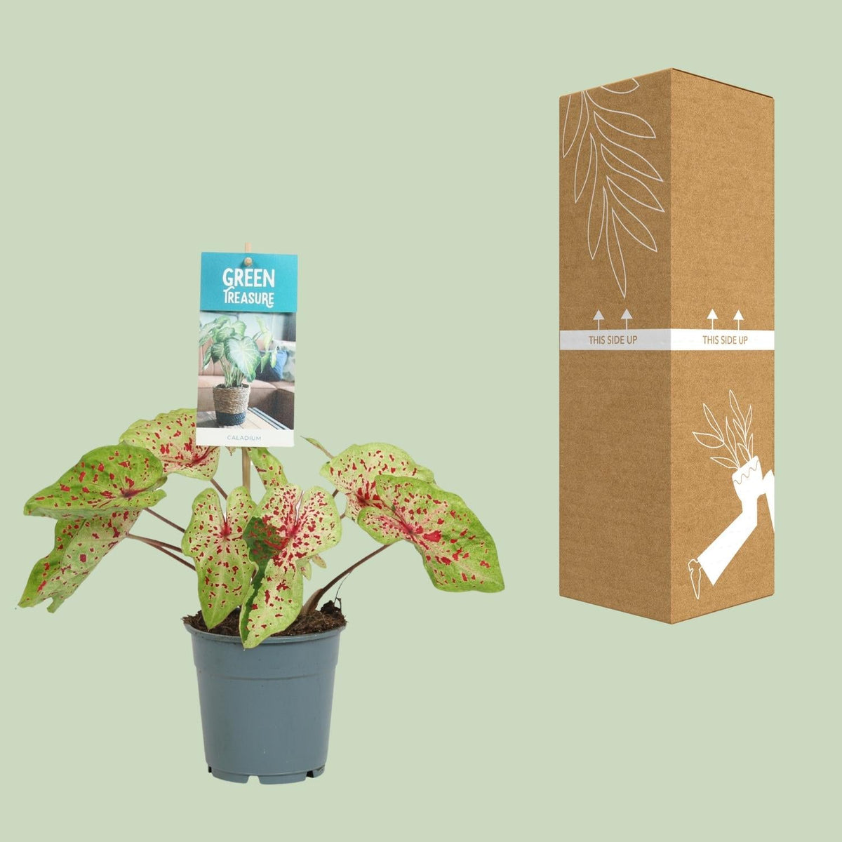 Caladium Miss Muffet - Ø12cm - ↕25cm 