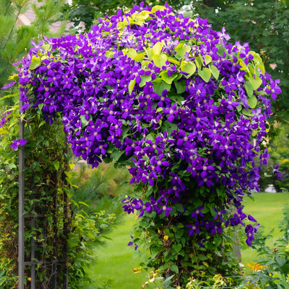 Kletterpflanze Clematis Jackmanii – Tiefviolette Blüten – Wenig Pflege – 2 Pflanzen – 11 cm Höhe 40 cm – Für Garten, Balkon & Pergolen 