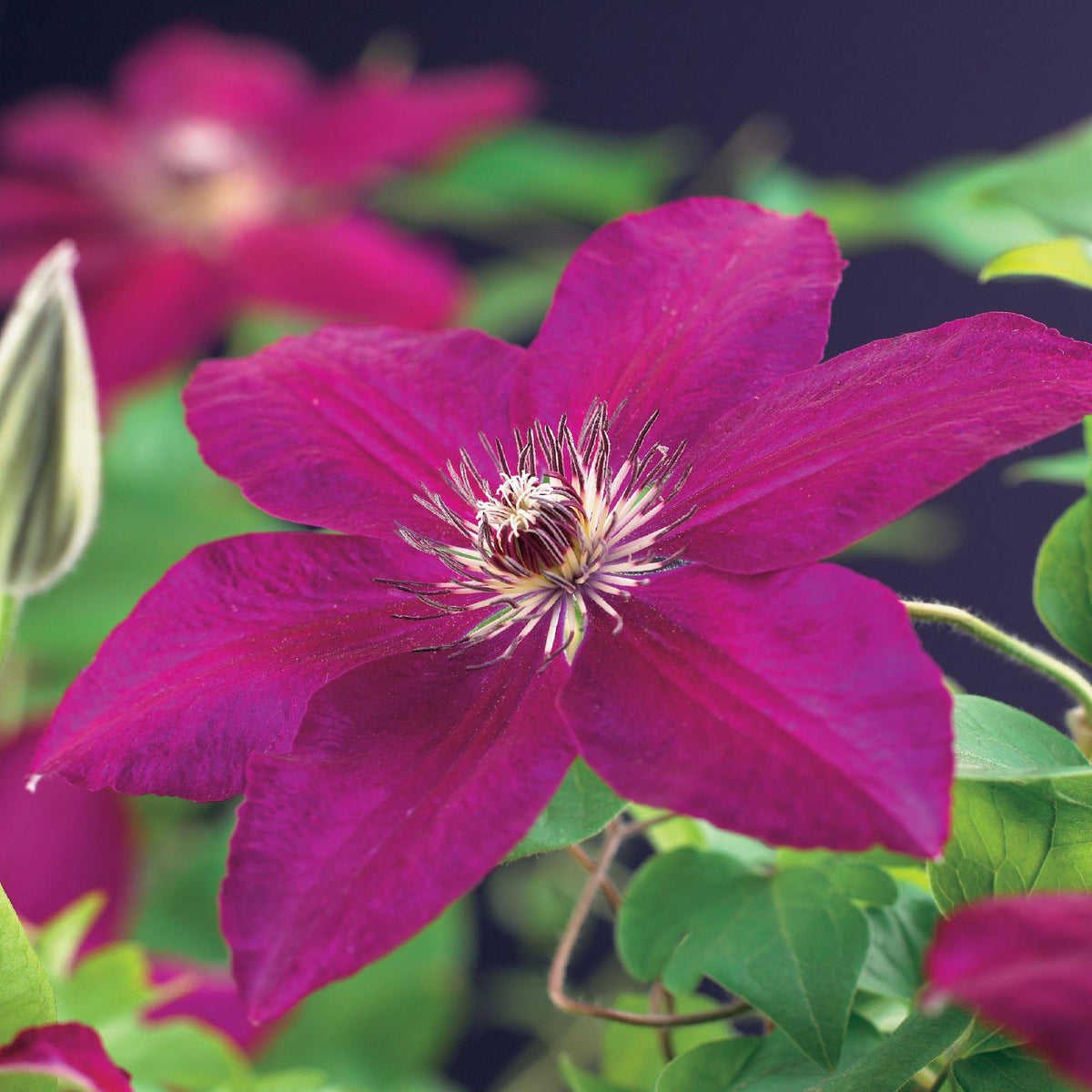 Kletterpflanze Clematis Westerplatte – Tiefviolette Blüten mit weißem Rand – 2 Pflanzen – 11 cm x H40 cm – Pflegeleicht & Robust – Ideal für Garten, Balkon & Pergolen 