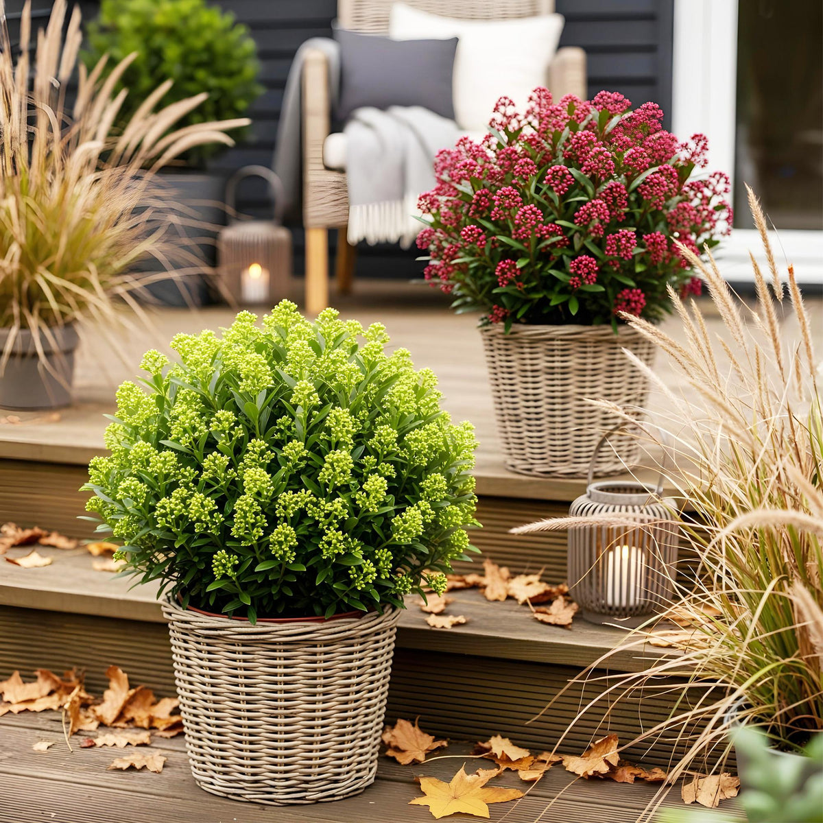 GreenboutiQ - Terrassenpflanze - Skimmia japonica Duo - Blüte Weiß & Rot - 40+ Blüten - 2 Pflanzen - Winterhart - Topf 19cm Höhe 60cm 