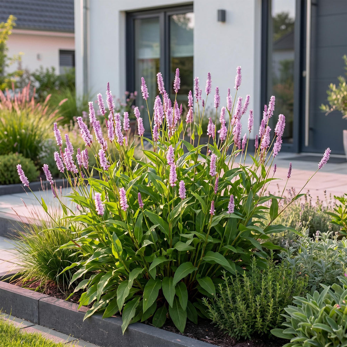 Knöterich 'Rosea' – Persicaria amplexicaulis 'Rosea' – Topf Ø11cm – Ansicht 6