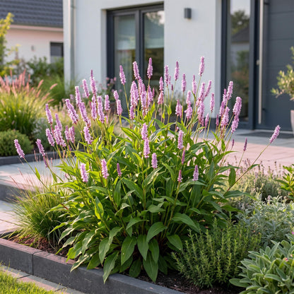 Knöterich 'Rosea' – Persicaria amplexicaulis 'Rosea' – Topf Ø11cm – Ansicht 6