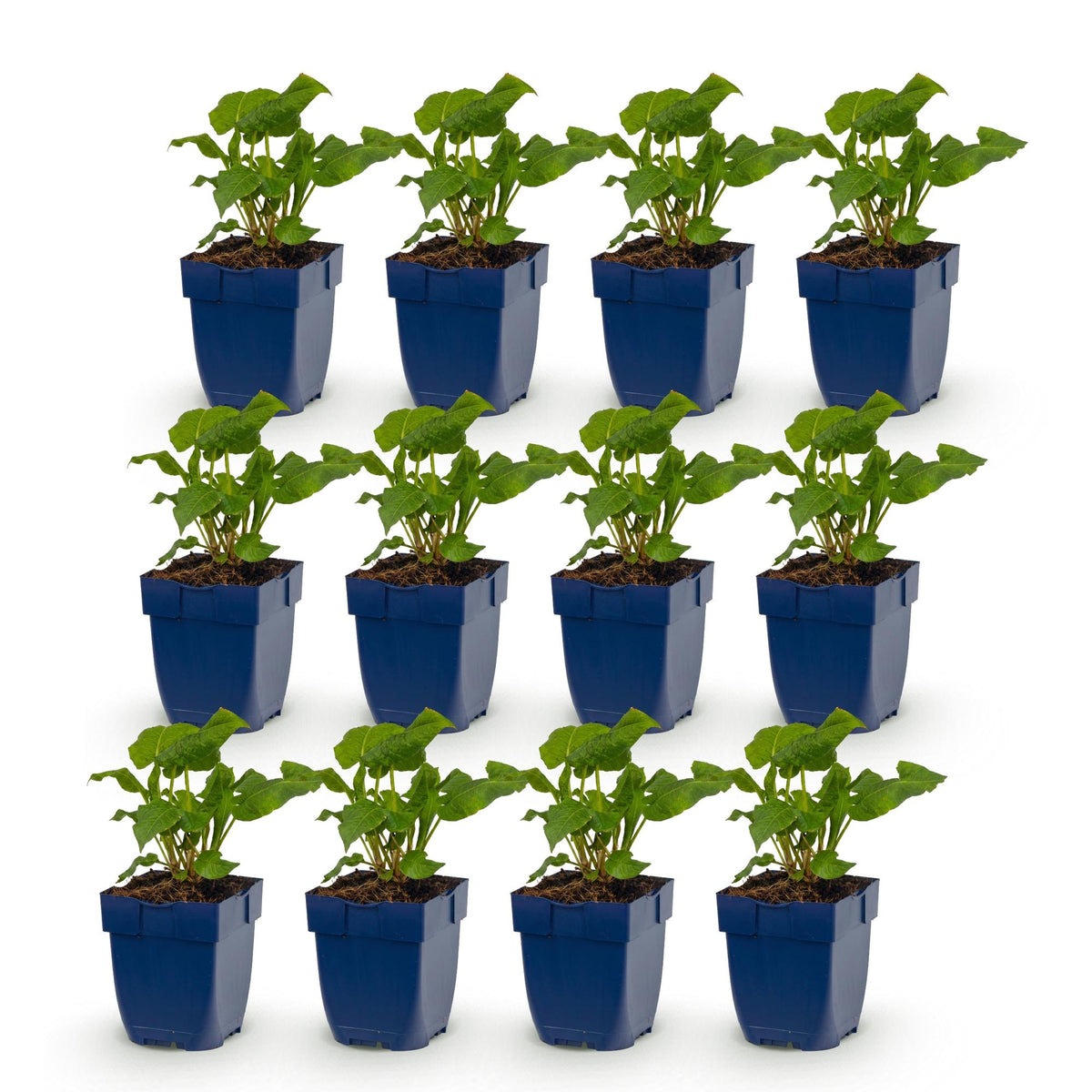 Kerzenknöterich-Mix – Persicaria-Sortenmix – 12 Pflanzen – Topf Ø11cm – Ansicht 2