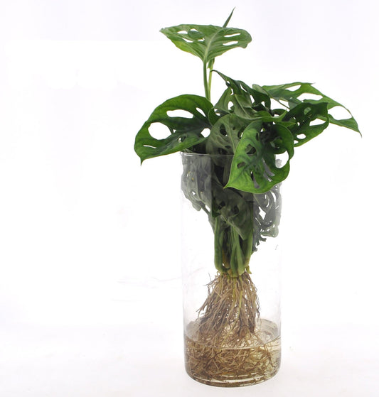 Fensterblatt Monstera in Cylinderglas – Zimmerpflanze – Ø12 cm – Ca. 25 cm hoch – Tropisches Blattschmuckgewächs in Hydrokultur – Pflegeleicht & modern 