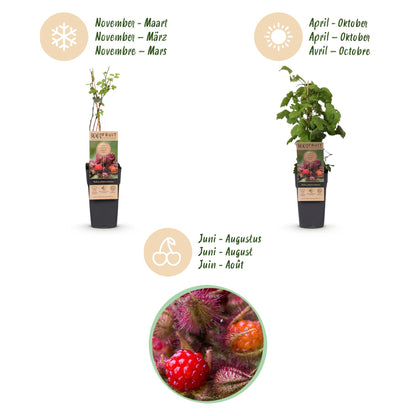 Green boutiQ - Fruit Plant - Rubus phoenicolasius - Japanese Wine Berry - Hardy - Bright Red Raspberry - 2 Plants - Pot 15cm - Height 50cm 