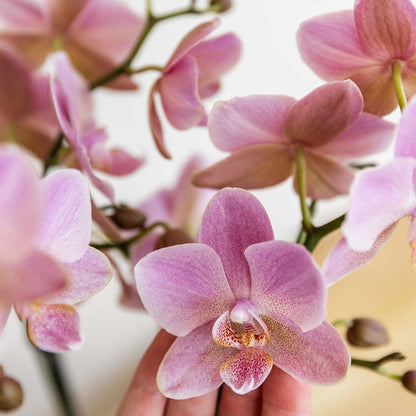 Kolibri Orchids | altrosa Phalaenopsis-Orchidee - Jewel Treviso - Topfgröße Ø9cm | blühende Zimmerpflanze - frisch vom Züchter 