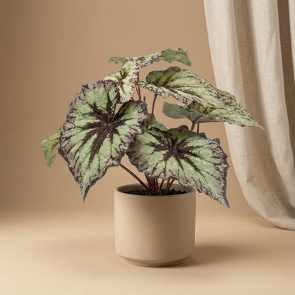 Begonie Kunstpflanze – ca.26cm – Grau-violette Blätter – UV-beständig – Künstliche Pflanze im Topf – Pflegefreie Deko für Innen & Außen Balkon Terrasse - Oasis of Life