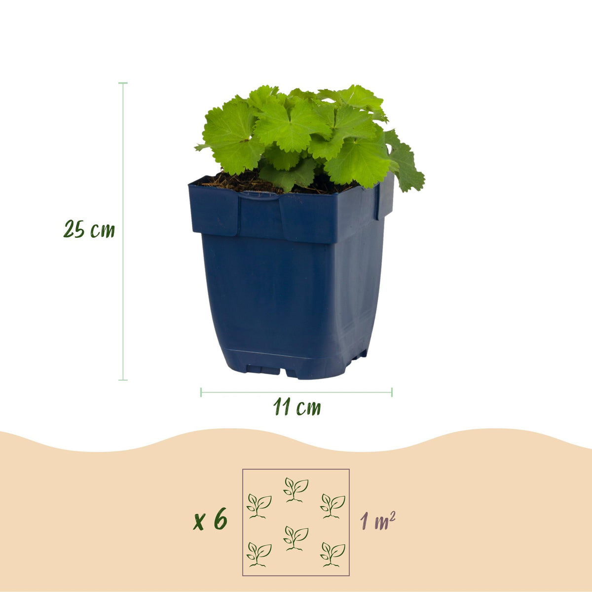 Frauenmantel – Alchemilla mollis – 6 Pflanzen – Topf Ø11cm – Bienenfreundliche Staude für Garten & Balkon – Ansicht 3