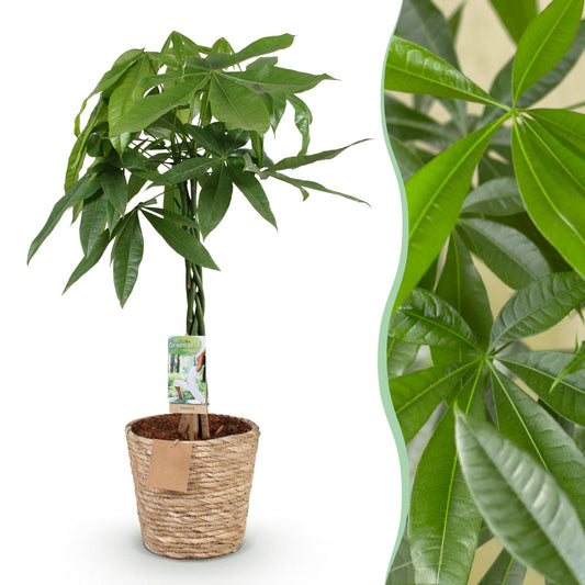Green boutiQ - Zimmerpflanzen - Geflochtener Stamm Pachira Aquatica - Geldbaum - Wenig Pflege - mit Korb - Grün - 1 Pflanze - Topf 21cm - Höhe 80-90cm 