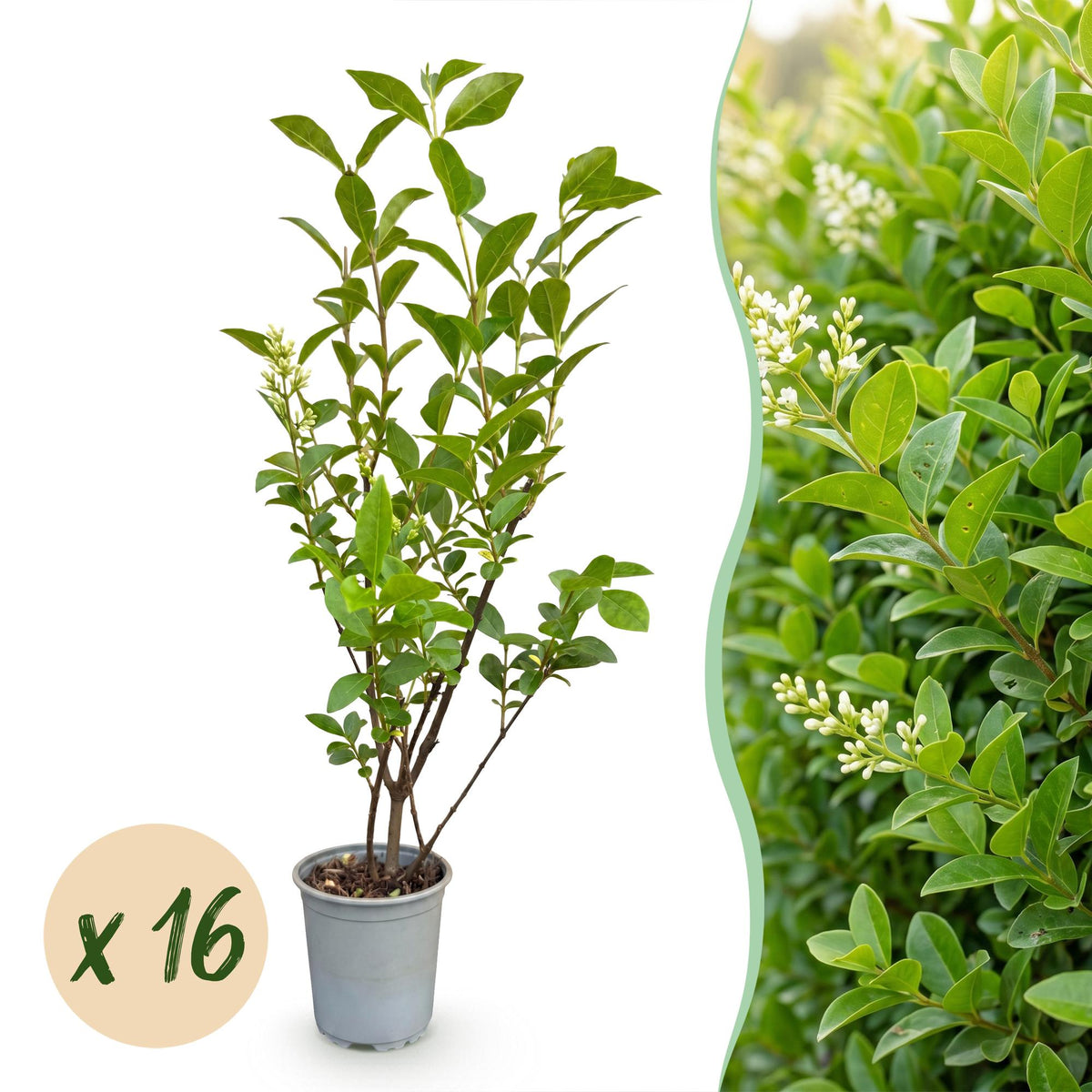 Gewöhnlicher Liguster – Ligustrum ovalifolium – 16 Heckenpflanzen – Topf Ø9cm – Höhe 35-45cm