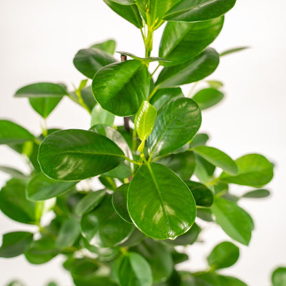 Ficus microcarpa Moclame - Ø21cm - ↕95cm + Korb Selin 