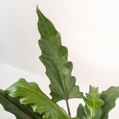 Alocasia Lauterbachiana - Ø19cm - ↕80cm + Topf Mayk Gold 