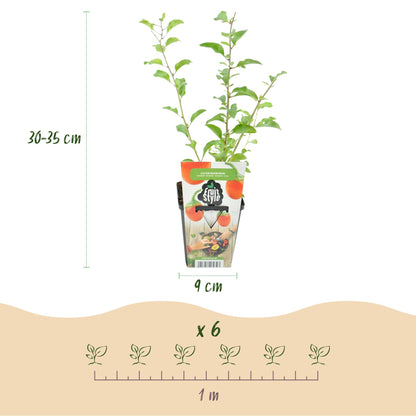 Goji-Beere Lycium barbarum winterhart 3 Pflanzen Ø9cm Höhe 30cm – Rote orange Beerenpflanze für Garten Beet Balkon & Terrasse 