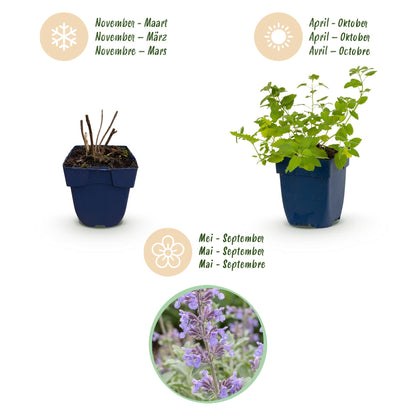 Katzenminze – Nepeta faassenii – Topf Ø11cm – Bienenfreundliche Staude für Garten & Balkon – Ansicht 4