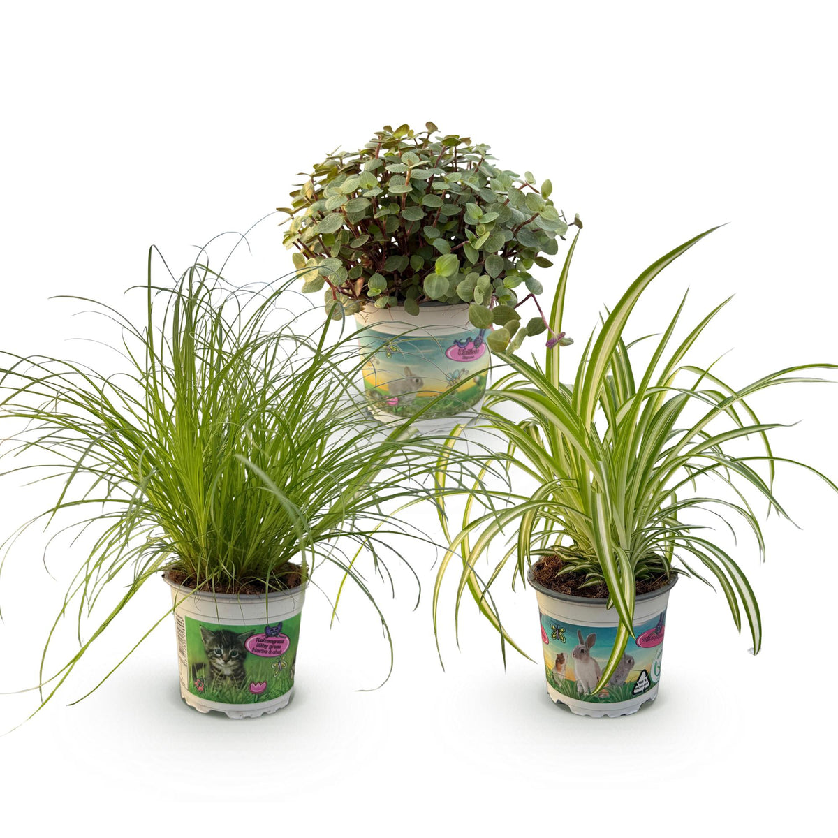Green boutiQ - Zimmerpflanze - Cyperus - Calissia - Chlorophytum - Mix aus 3 - Haustierfreundliche Pflanzen - Grün - 3 Pflanzen - Topf 12cm - Höhe 20cm 