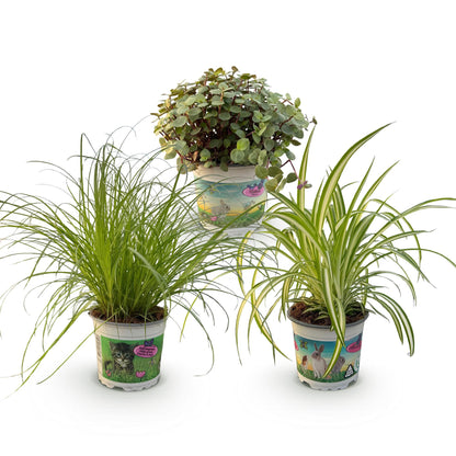 Green boutiQ - Zimmerpflanze - Cyperus - Calissia - Chlorophytum - Mix aus 3 - Haustierfreundliche Pflanzen - Grün - 3 Pflanzen - Topf 12cm - Höhe 20cm 