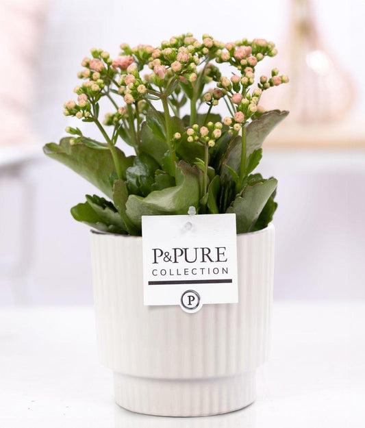 Kalanchoe Pink In P&PURE Ivy Ceramics Shiny White - Ø12cm - ↕27cm 