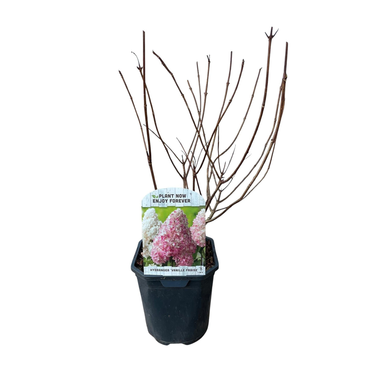Rispenhortensie – Hydrangea panniculata Vanille Fraise – Blüte Weiß-Rosa – Laubabwerfend – Große Blüten – 17cm – Höhe ca. 50cm 