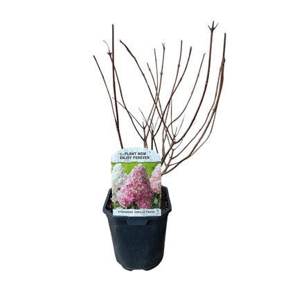Rispenhortensie – Hydrangea panniculata Vanille Fraise – Blüte Weiß-Rosa – Laubabwerfend – Große Blüten – 17cm – Höhe ca. 50cm 