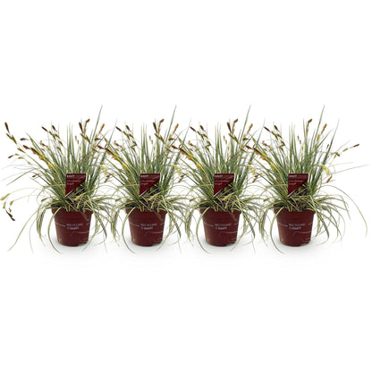 Ziergras Carex oshimensis 'Evergold' – Immergrün – Ø17cm – Höhe 50cm – Gelb – Grün gestreift – Pflegeleicht – Ansicht 12