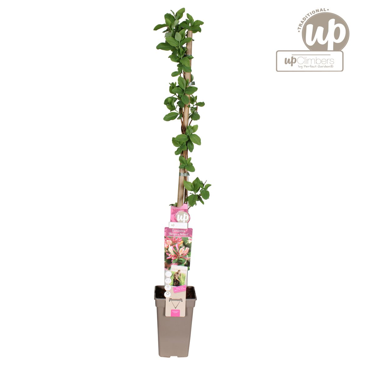 Waldgeißblatt - Lonicera periclymenum 'Belgica' - Ø15cm - ↕65cm 
