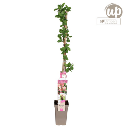 Waldgeißblatt - Lonicera periclymenum 'Belgica' - Ø15cm - ↕65cm 