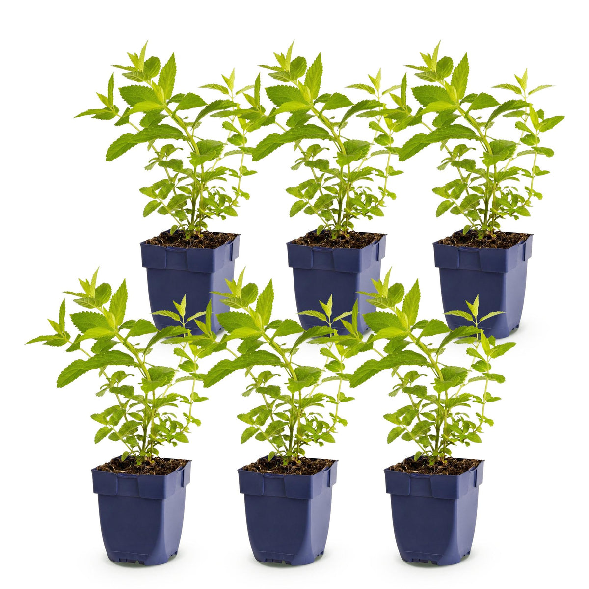 Katzenminze 'Wild Orchid' – Nepeta sibirica 'Wild Orchid' – 6 Pflanzen – Topf Ø11cm – Ansicht 2
