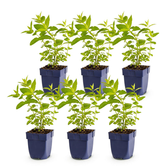 Katzenminze 'Wild Orchid' – Nepeta sibirica 'Wild Orchid' – 6 Pflanzen – Topf Ø11cm – Ansicht 2