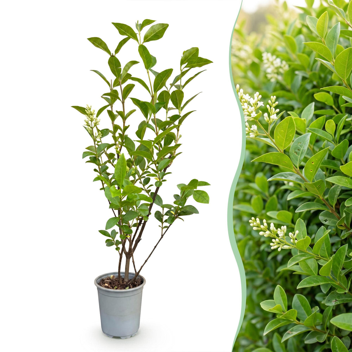 Gewöhnlicher Liguster – Ligustrum ovalifolium – 16 Heckenpflanzen – Topf Ø9cm – Höhe 35-45cm – Ansicht 3
