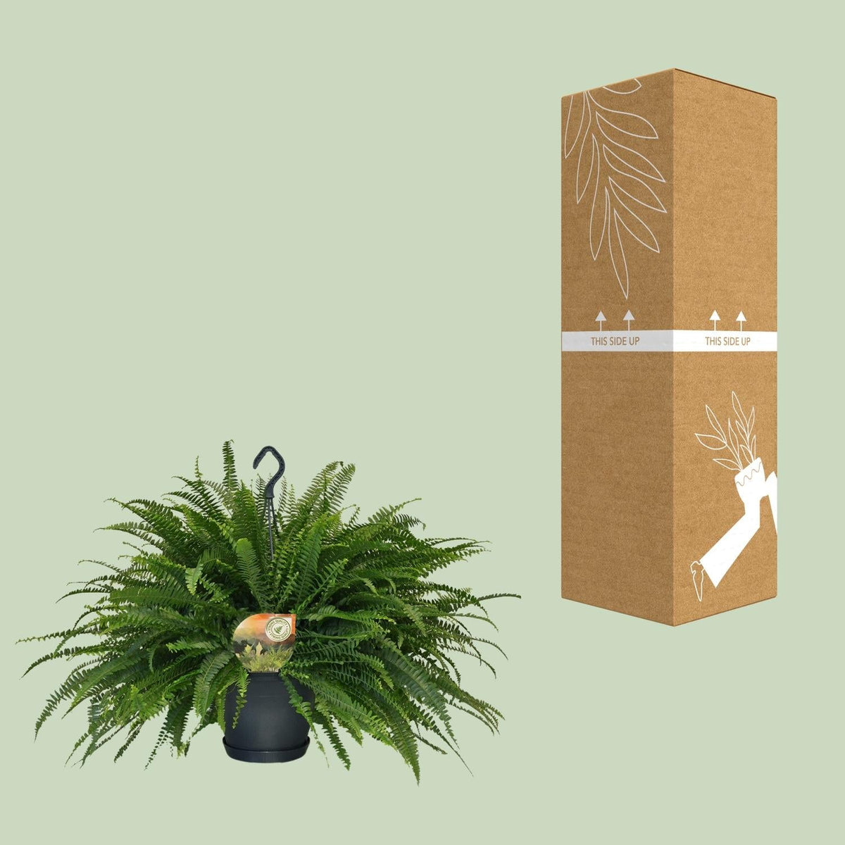 Schwertfarn – Nephrolepis Green Lady – Zimmerpflanze – Ø20 cm – ↕60 cm – Boston-Farn – Pflegeleicht – Luftreinigend 