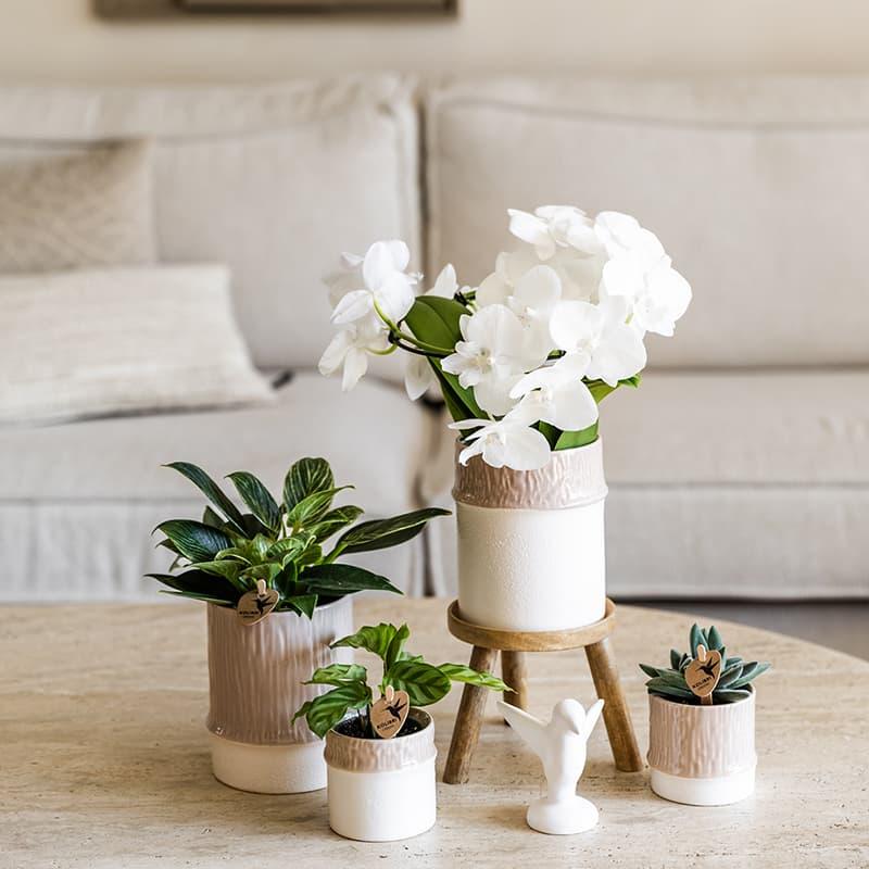 Kolibri Home | Bamboo Übertopf - Sand - Ø9cm 