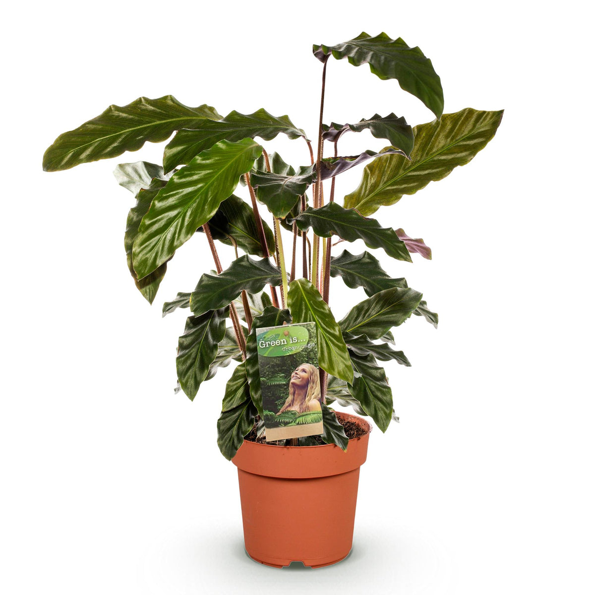 Samt-Korbmarante Calathea rufibarba, Topf Ø17cm – Ansicht 2