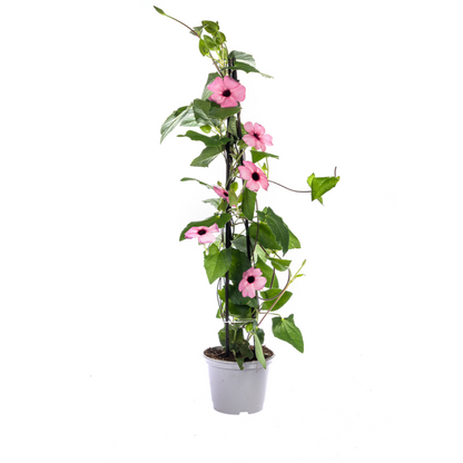 Schwarzäugige Susanne - Thunbergia alata Sunny Susy Mix Ø13 cm - ↕60 cm - 4 Pflanzen 