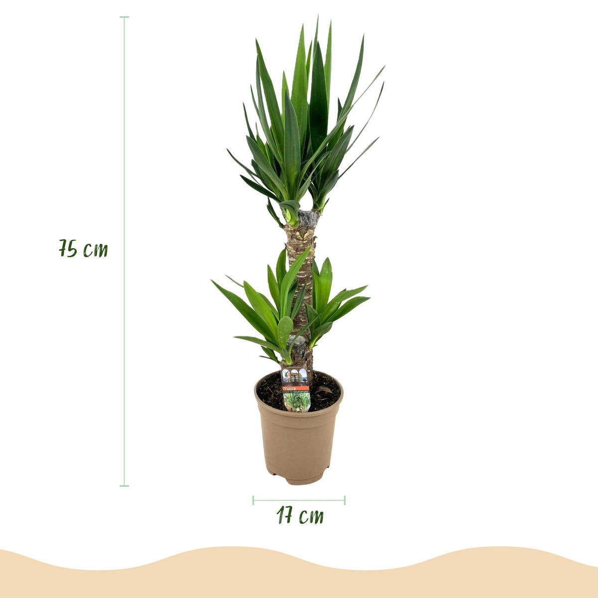 Palmlilie Yucca Elephantipes – 75cm – 17cm – Pflegeleichte Palmlilie mit schmalen, grünen Blättern – Robuste, luftreinigende Zimmerpflanze für moderne Innenräume 