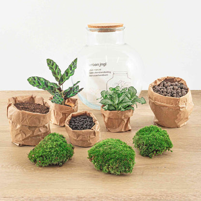 Flaschengarten Teddy – DIY Bausatz Terrarium – ↕26,5cm – Do-It-Yourself Pflanzen-Set im Glas mit Kork – Autarkes Mini-Ökosystem – Mit Calathea, weißer Fittonia & Moos – Für Zuhause & Büro 