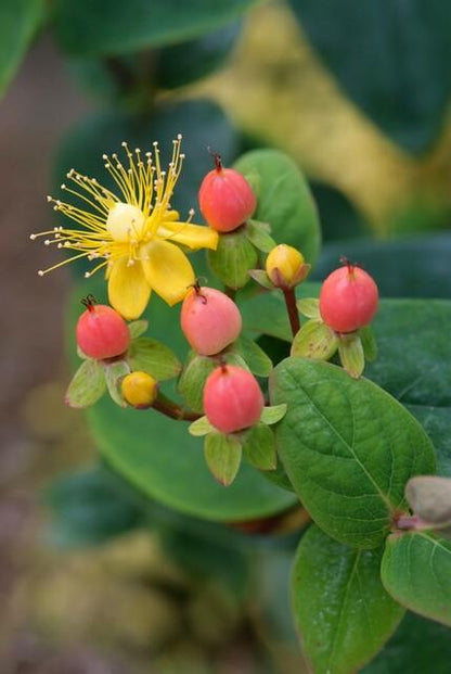 Hypericum inodorum 'Annebel' – 48 Pflanzen – ↕10-25 cm – Ø9 cm – Gelber Sommerblüher – Pflegeleichter, winterharter Strauch 