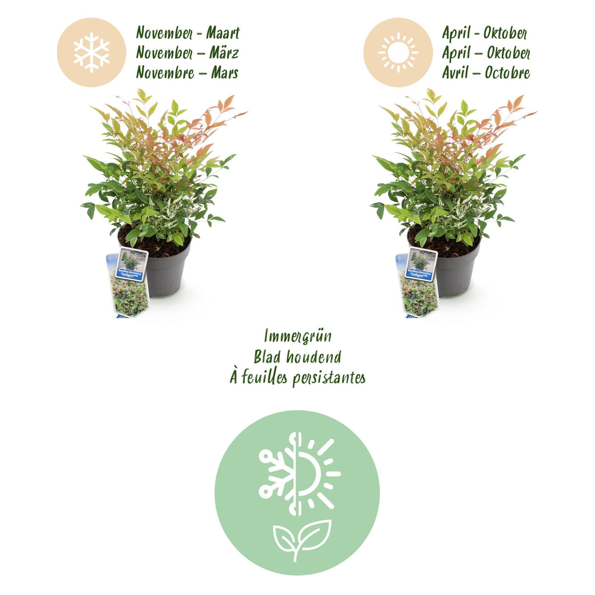 GreenboutiQ - Gartenpflanze - Nandina Twilight - Bunt & Rosa - 1 Pflanze - Immergrün - Wenig Pflege - Topf 17cm Höhe 45cm 