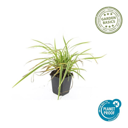 Goldrand Segge Carex morrowii 'Aureovariegata' – ↕10-25cm – Ø9cm – 6 Pflanzen – Immergrünes Ziergras & Bodendecker – Winterhart & pflegeleicht 