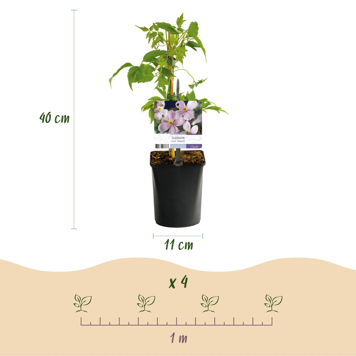 Kletterpflanzen-Set „Rainbow“ – 4 Pflanzen – Clematis montana Rubens, Hedera helix, Lonicera Goldflame, Campsis Madame Galen – Bunt blühend & immergrün – Ø11 cm – Höhe ca. 40 cm 
