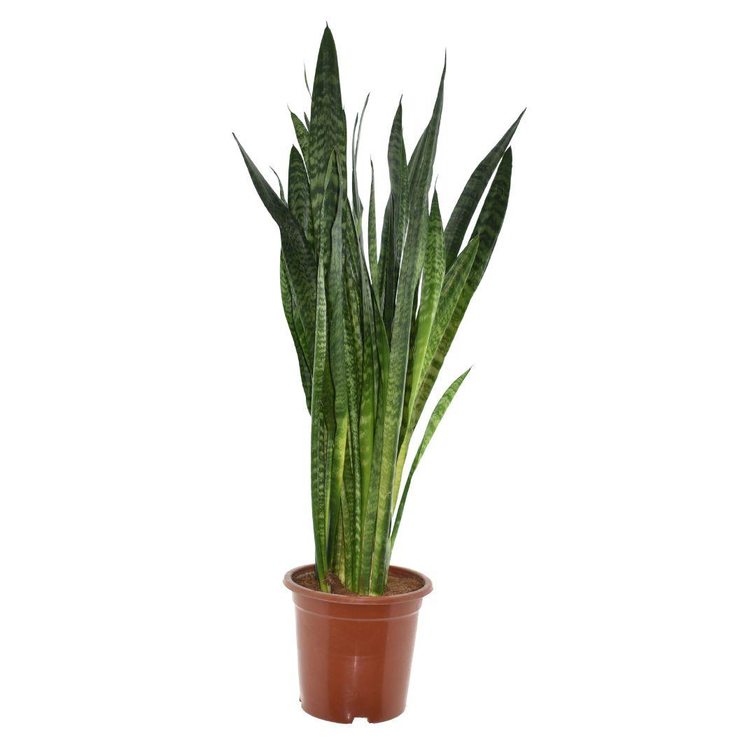 Sansevieria Zeylanica - Ø27cm - ↕120cm 