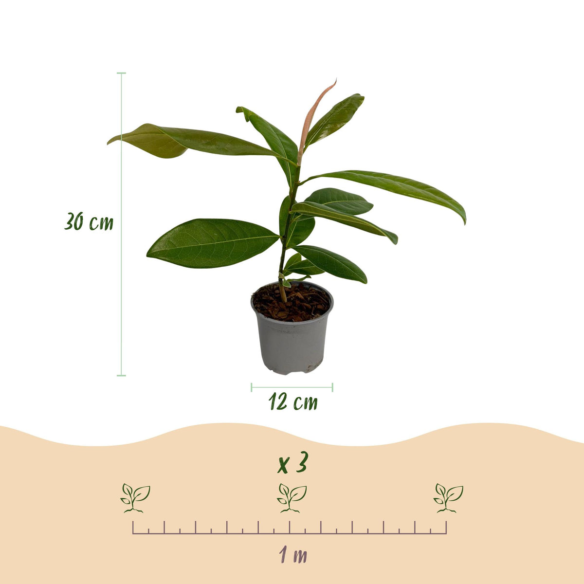 GreenboutiQ - Gartenpflanze - Magnolia grandiflora - Blüte Weiß - 1 Pflanze - Immergrün - Wenig Pflege - Topf 12cm Höhe 30cm 