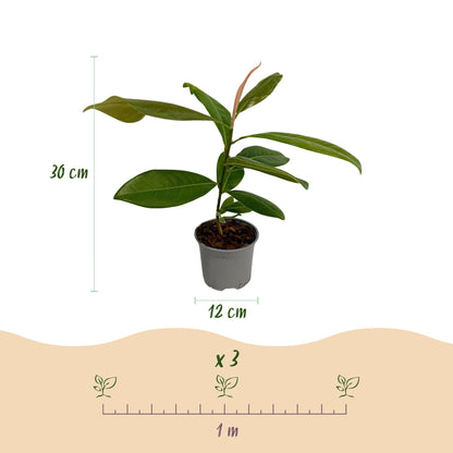 GreenboutiQ - Gartenpflanze - Magnolia grandiflora - Blüte Weiß - 1 Pflanze - Immergrün - Wenig Pflege - Topf 12cm Höhe 30cm 
