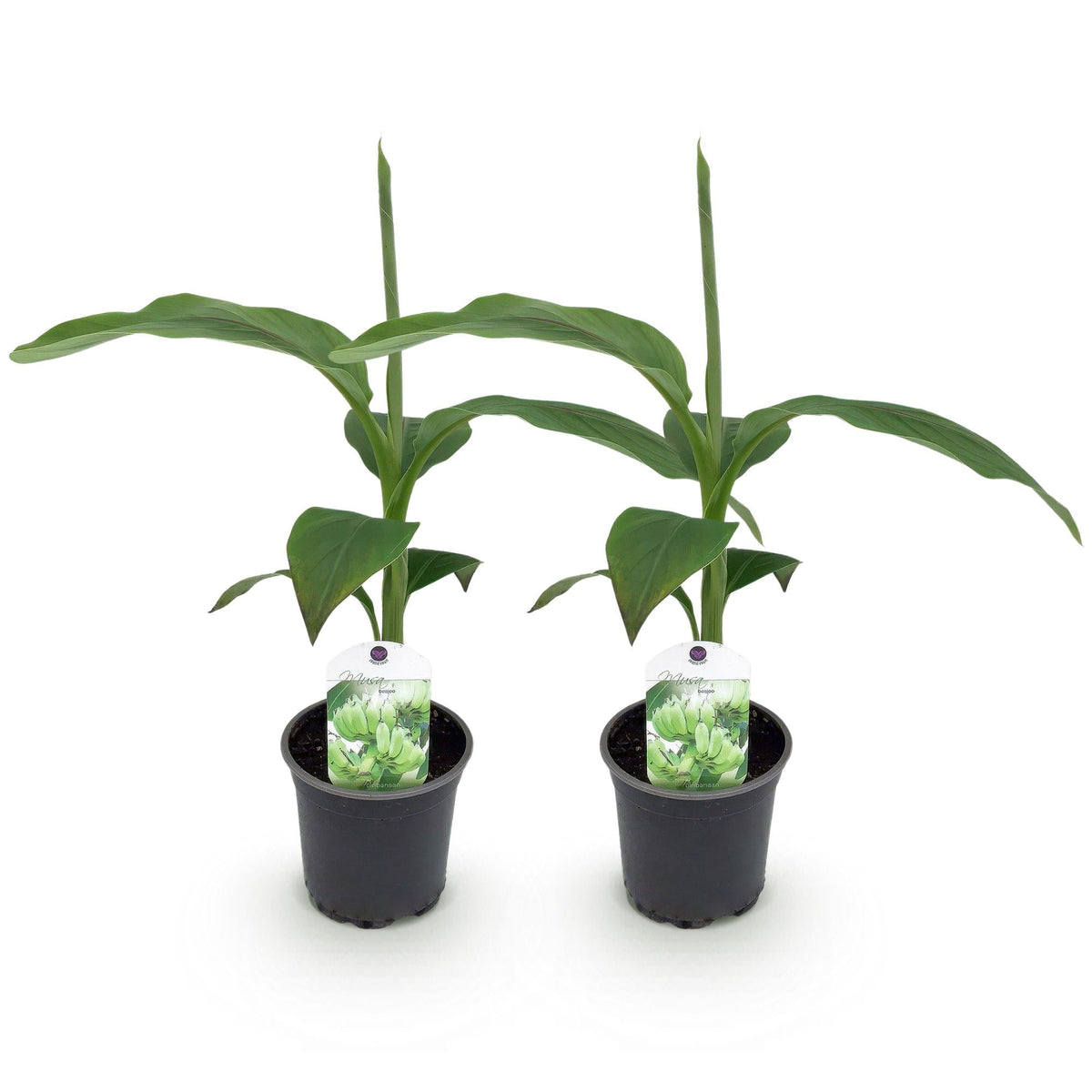 Bananenpflanze Musa Basjoo – 2 Pflanzen – Winterhart – Obstpflanze – Ø12 cm, Höhe ca. 30 cm – Exotische Gartenbanane für Beet, Terrasse & Balkon 