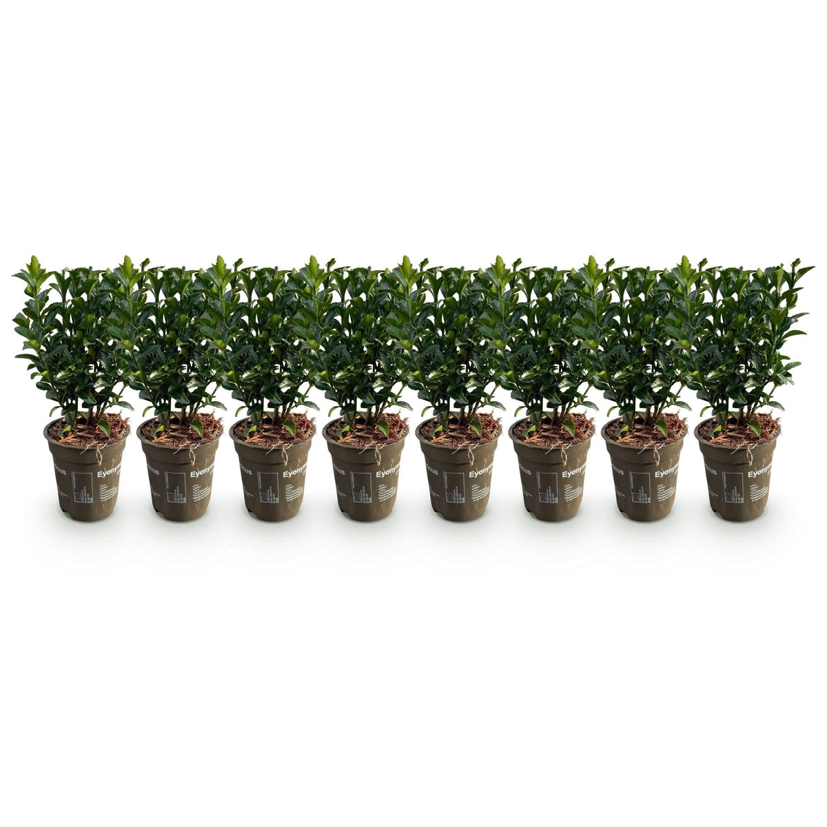 Immergrüner Japanischer Spindelstrauch – Euonymus japonicus 'Green Spire' – 8 Pflanzen für 1 Meter Hecke – Heckenpflanze 9cm – Höhe 20–25cm – Winterhart & Pflegeleicht 