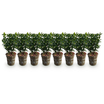 Immergrüner Japanischer Spindelstrauch – Euonymus japonicus 'Green Spire' – 8 Pflanzen für 1 Meter Hecke – Heckenpflanze 9cm – Höhe 20–25cm – Winterhart & Pflegeleicht 
