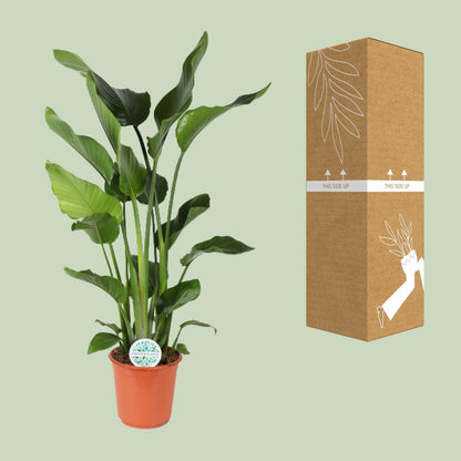 Baum-Strelitzie Strelitzia Nicolai – Zimmerpflanze – Ø24 cm – Höhe 110 cm – Paradiesvogelblume – Pflegeleicht – Halbschatten 