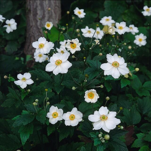 Japan – Herbst – Anemone hyb. 'Honorine Jobert' – ↕10-25cm – Ø9cm – Herbstblüher – Pflegeleicht – Ansicht 31
