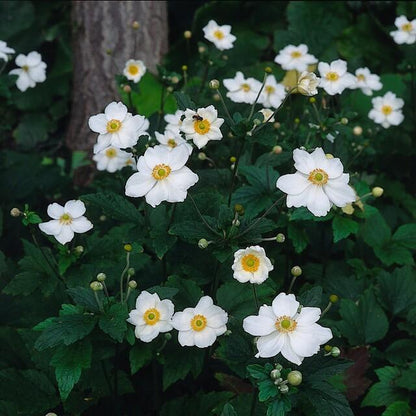 Japan – Herbst – Anemone hyb. 'Honorine Jobert' – ↕10-25cm – Ø9cm – Herbstblüher – Pflegeleicht – Ansicht 31