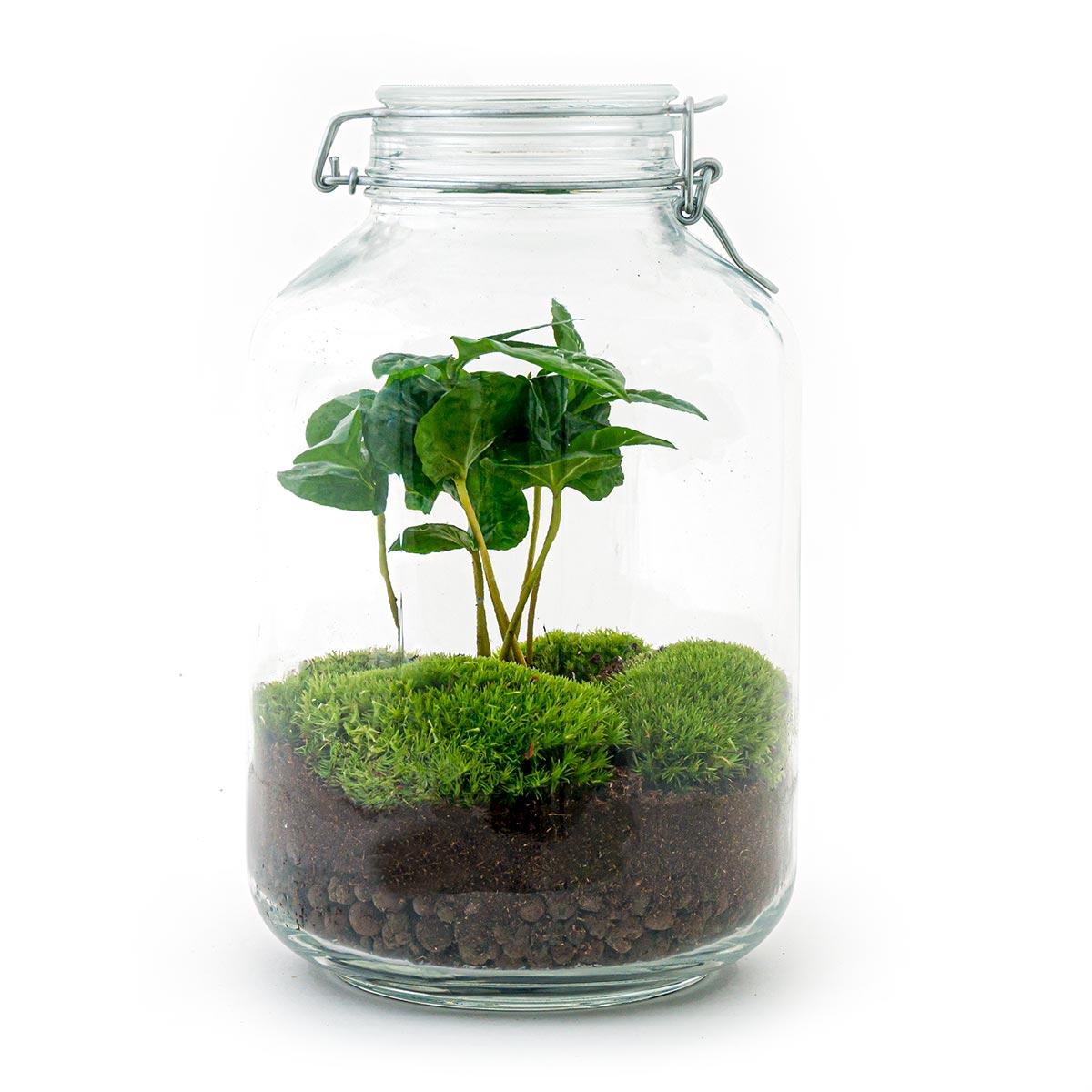 Flaschengarten Coffea Arabica – DIY Bausatz Terrarium – ↕28cm – Do-It-Yourself Pflanzen-Set – Autarkes Mini-Ökosystem mit Kaffeepflanze & Moos – Für Wohnung & Büro 