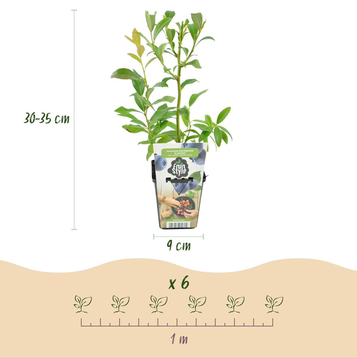 Blaubeere Vaccinium corymbosum Bluecrop winterhart 3 Pflanzen Ø9cm Höhe 30cm – Ertragreiche Heidelbeere für Garten Balkon & Terrasse 